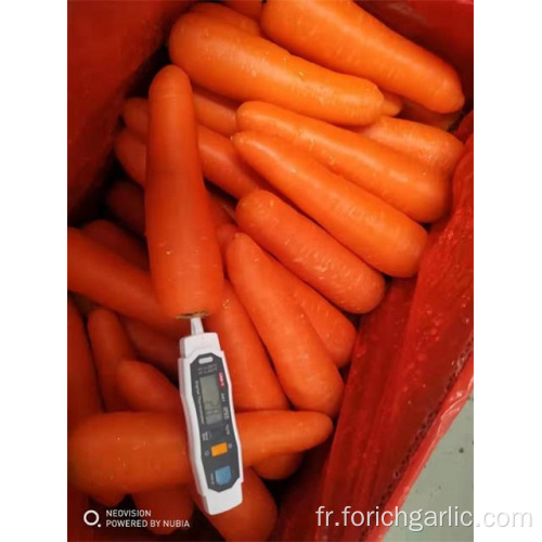 Bonne qualité carotte fraîche 2019